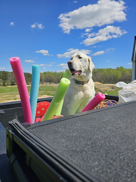 Entry image for Bodhi. Clicking this image will show a larger photo