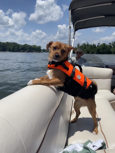 Entry image for Tarantula. Clicking this image will show a larger photo