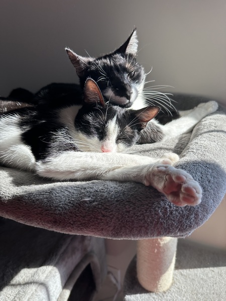 Entry image for Purrdita and Dottie. Clicking this image will show a larger photo