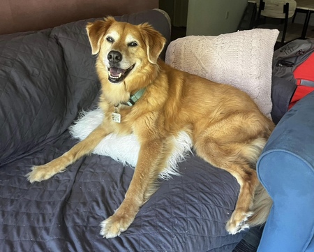 Entry image for Chiffy. Clicking this image will show a larger photo