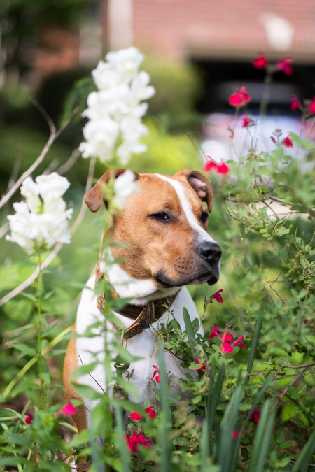 Entry image for Disco. Clicking this image will show a larger photo