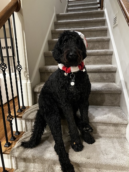 Entry image for Archie. Clicking this image will show a larger photo