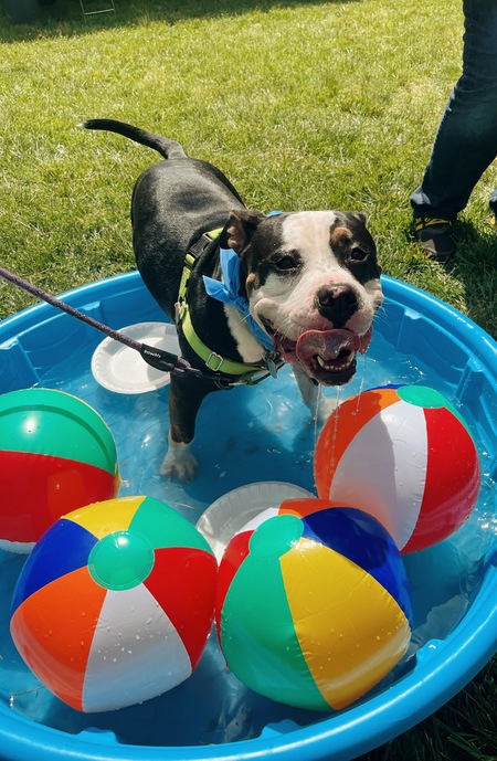 Entry image for Banjo. Clicking this image will show a larger photo