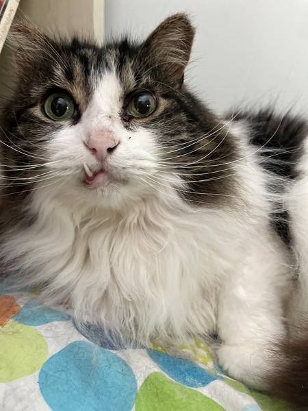 Entry image for Ventuno Snaggletooth Snugglepuff aka Muffy aka Little Man. Clicking this image will show a larger photo