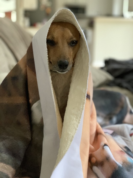 Entry image for Bocelli. Clicking this image will show a larger photo