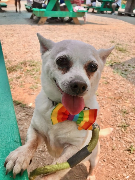 Entry image for Bullet. Clicking this image will show a larger photo