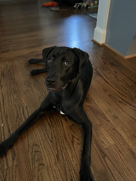 Entry image for Delilah Brown. Clicking this image will show a larger photo