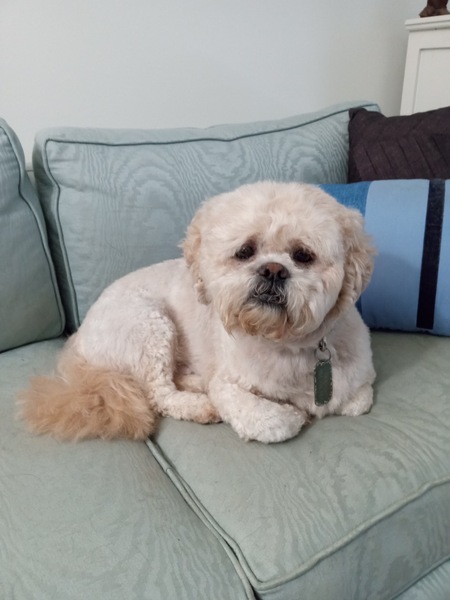 Entry image for Doolie. Clicking this image will show a larger photo