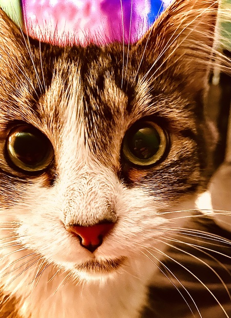 Entry image for Mei. Clicking this image will show a larger photo