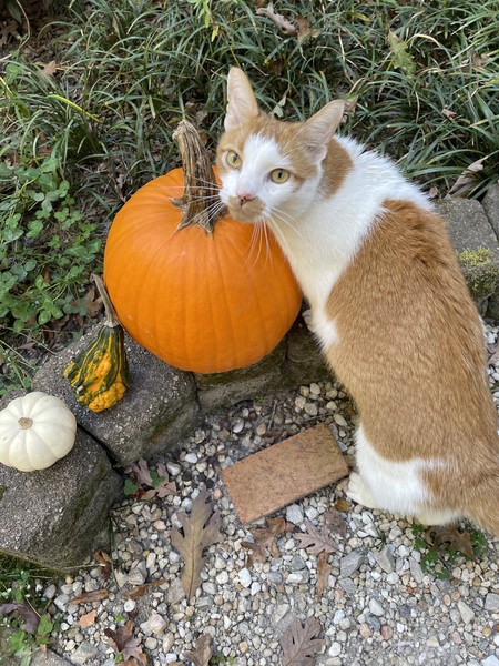 Entry image for Boogie. Clicking this image will show a larger photo