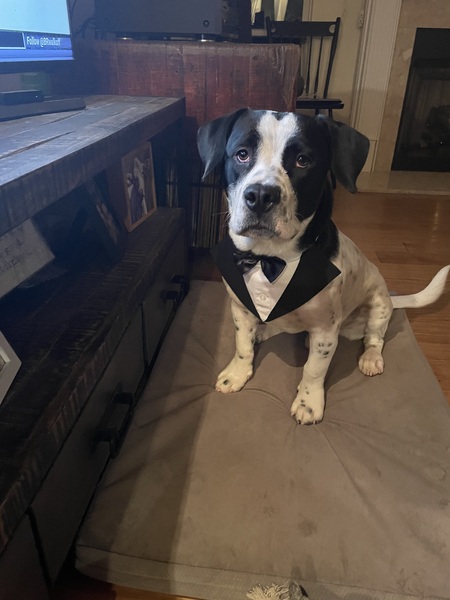 Entry image for Orville . Clicking this image will show a larger photo