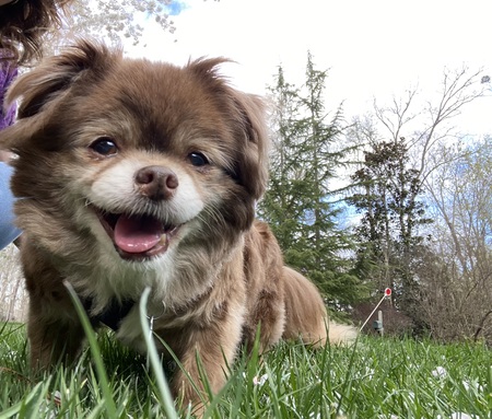 Entry image for Ollie. Clicking this image will show a larger photo