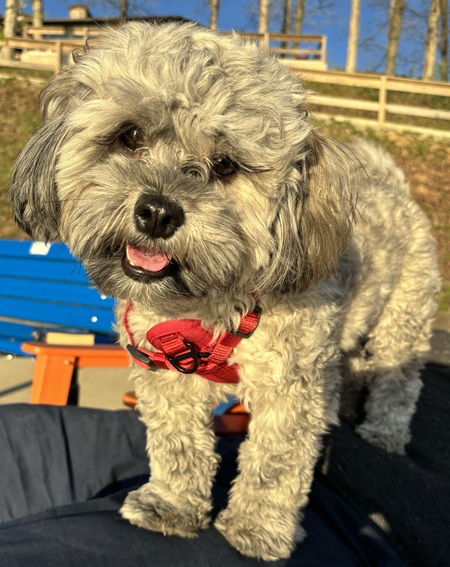 Simon 