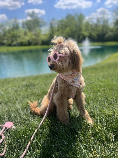 Lily 