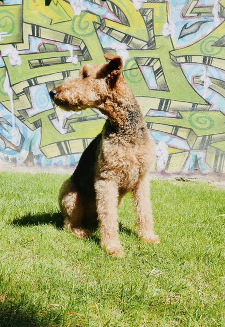 Cooper