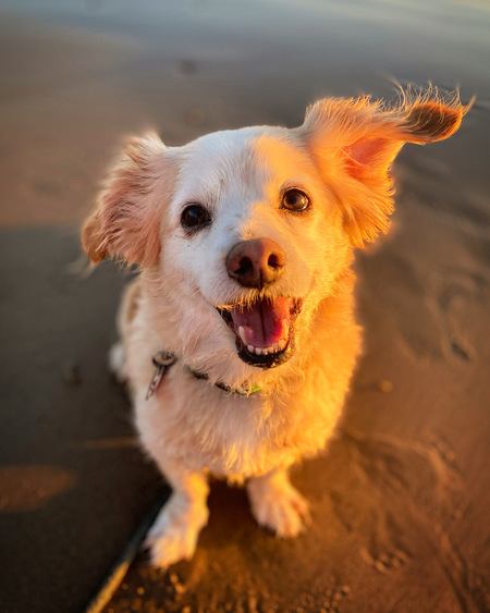 Brinkley