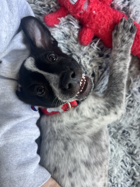 Archie