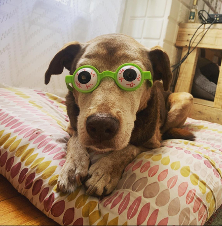 Big Dog