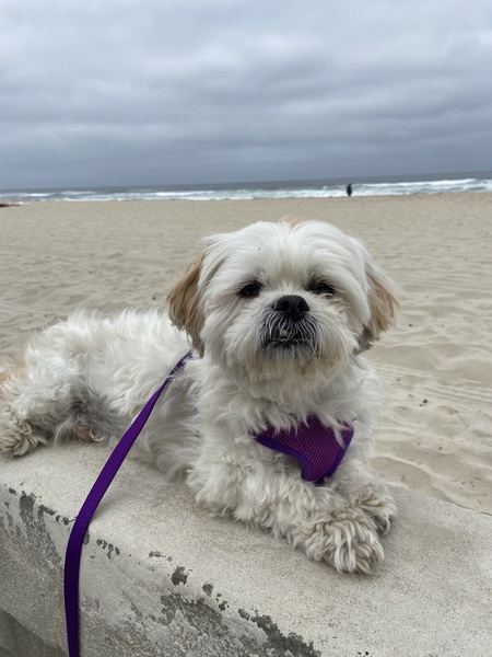 Toby