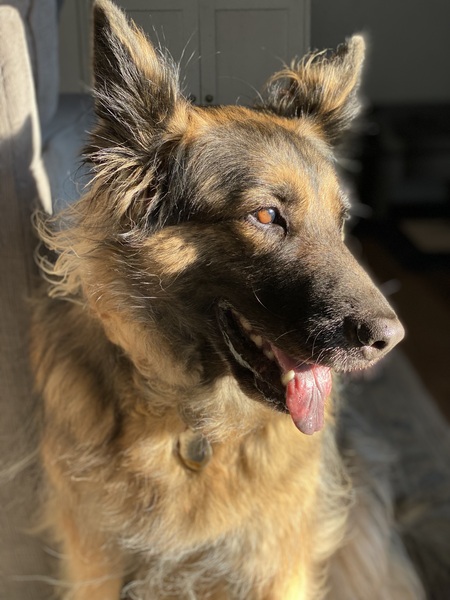 Bella 