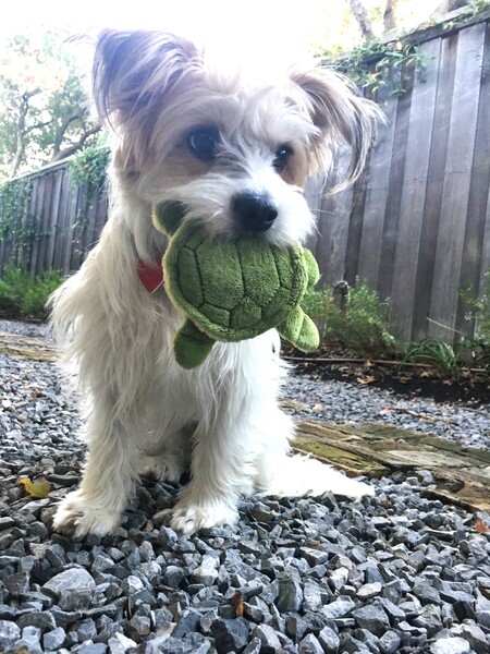 Fern