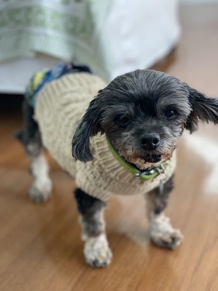 Poppy
