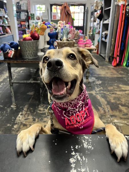 Billie Girl