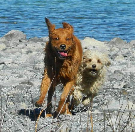 Demerara (golden retriever) and Buddy (chiawawa/maultese-cross rescue)