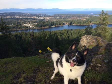 Aero the adventure dog 