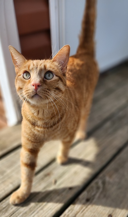 Jasper