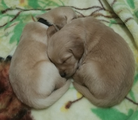 Loretta's pups