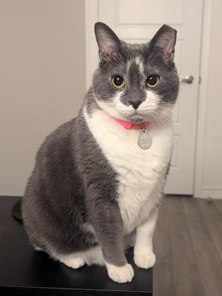 Chia