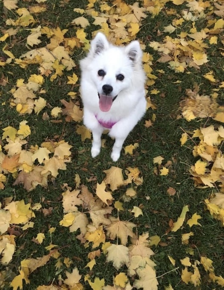 Maya