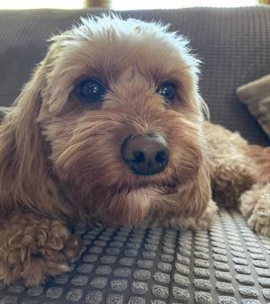 Teddy