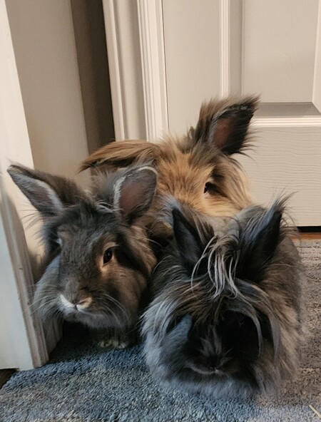 Bun Jovi