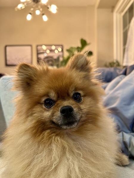 Pekoe