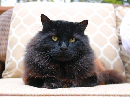 Hamish