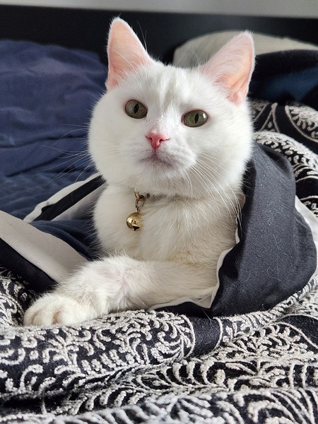 Pearl