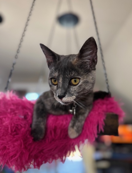 Gertrude