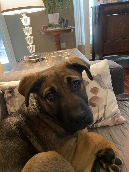 Lexi