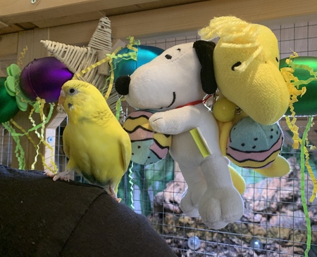 Buttercup the Budgie