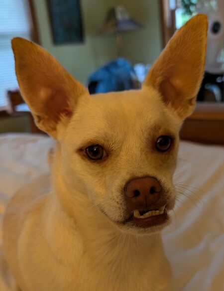 Henry 