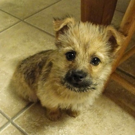 Piper