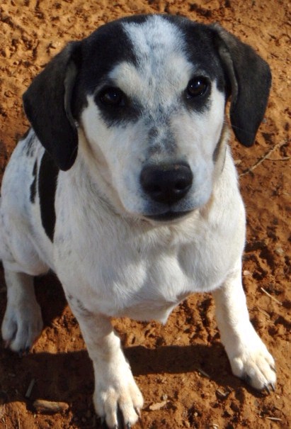 Pepper