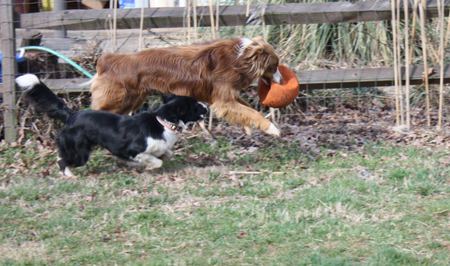 Gemma and Rocky