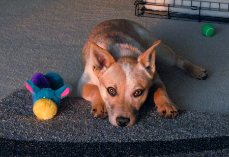 Hailey
