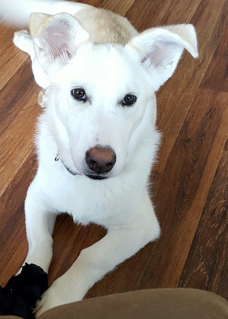 Jasper