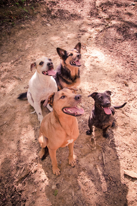 The Mighty Pack