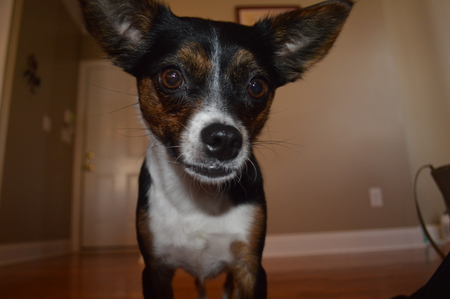 Piper