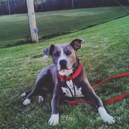 Scout